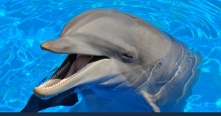 Dolphin with open mouth showing off his teeth.