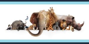 Multiple animals to introduce our blog about animal teeth fun facts