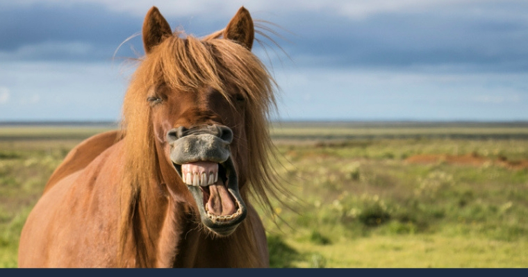 Horse with open mouth showing his teeth and gums.